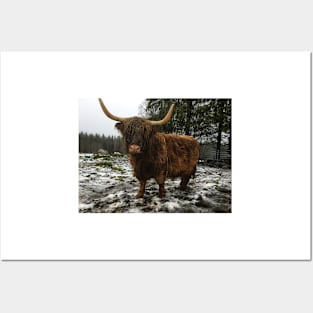 Scottish Highland Cattle Cow 2166 Posters and Art